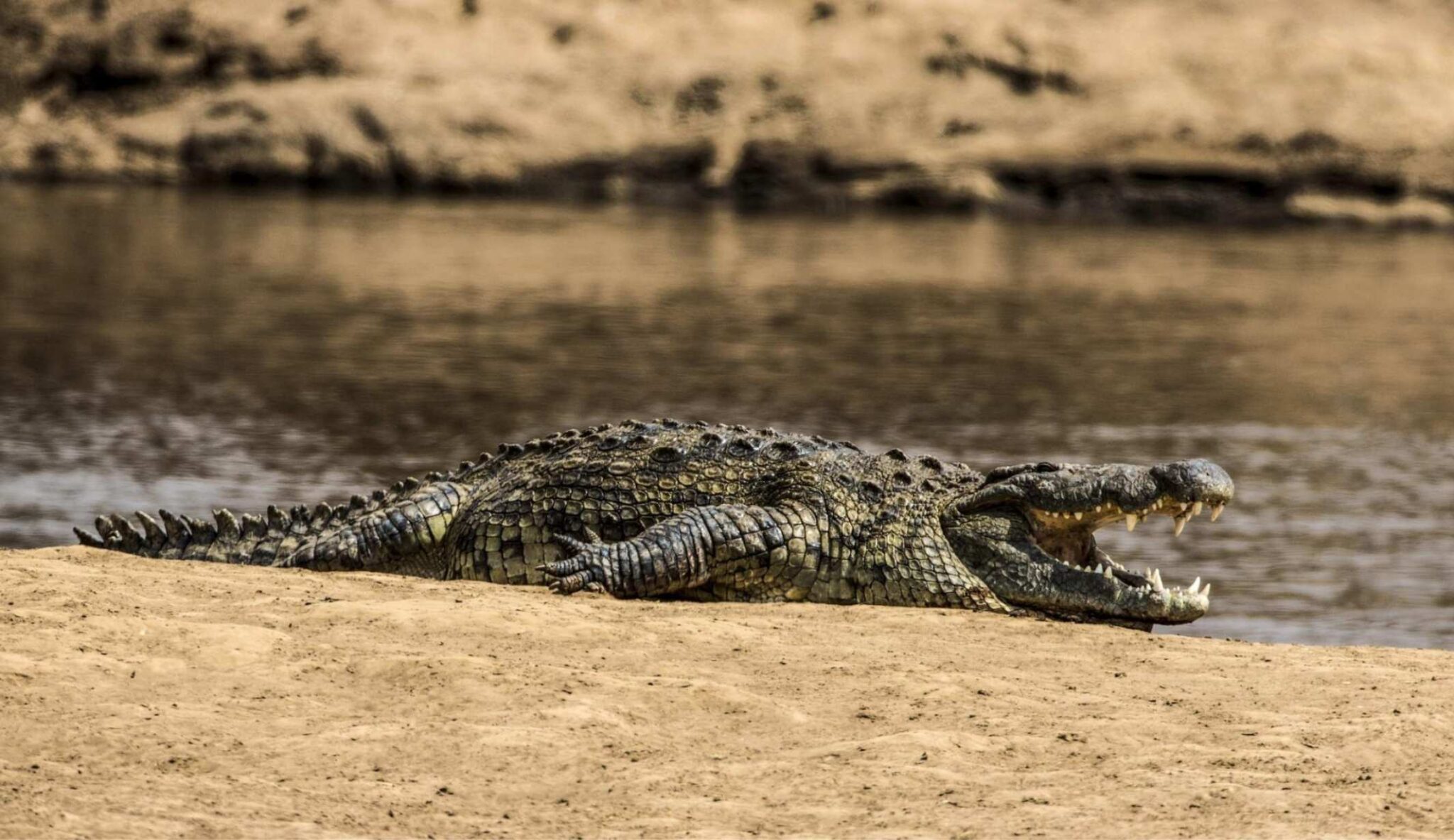 Crocodile at Mara Expedition Camp
