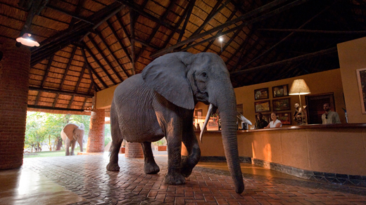 Bushcamp’s South Luangwa Safari