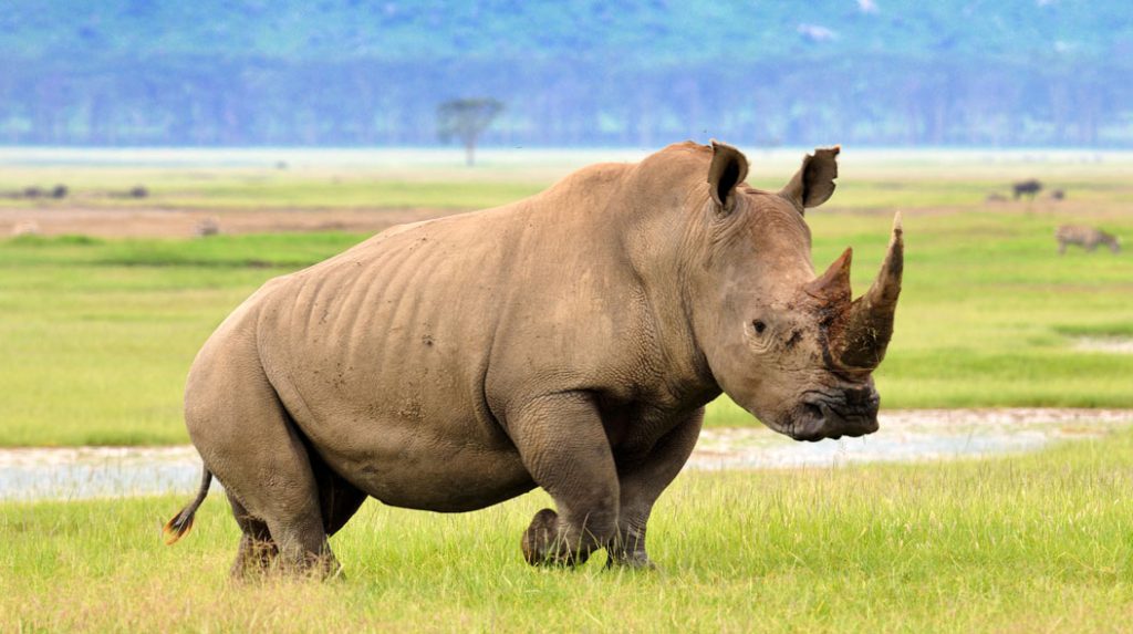 Migration Safari Kenya