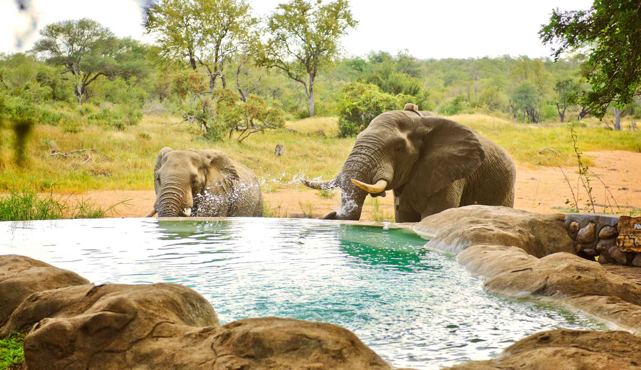 Motswari Game Lodge - Swimming Pool