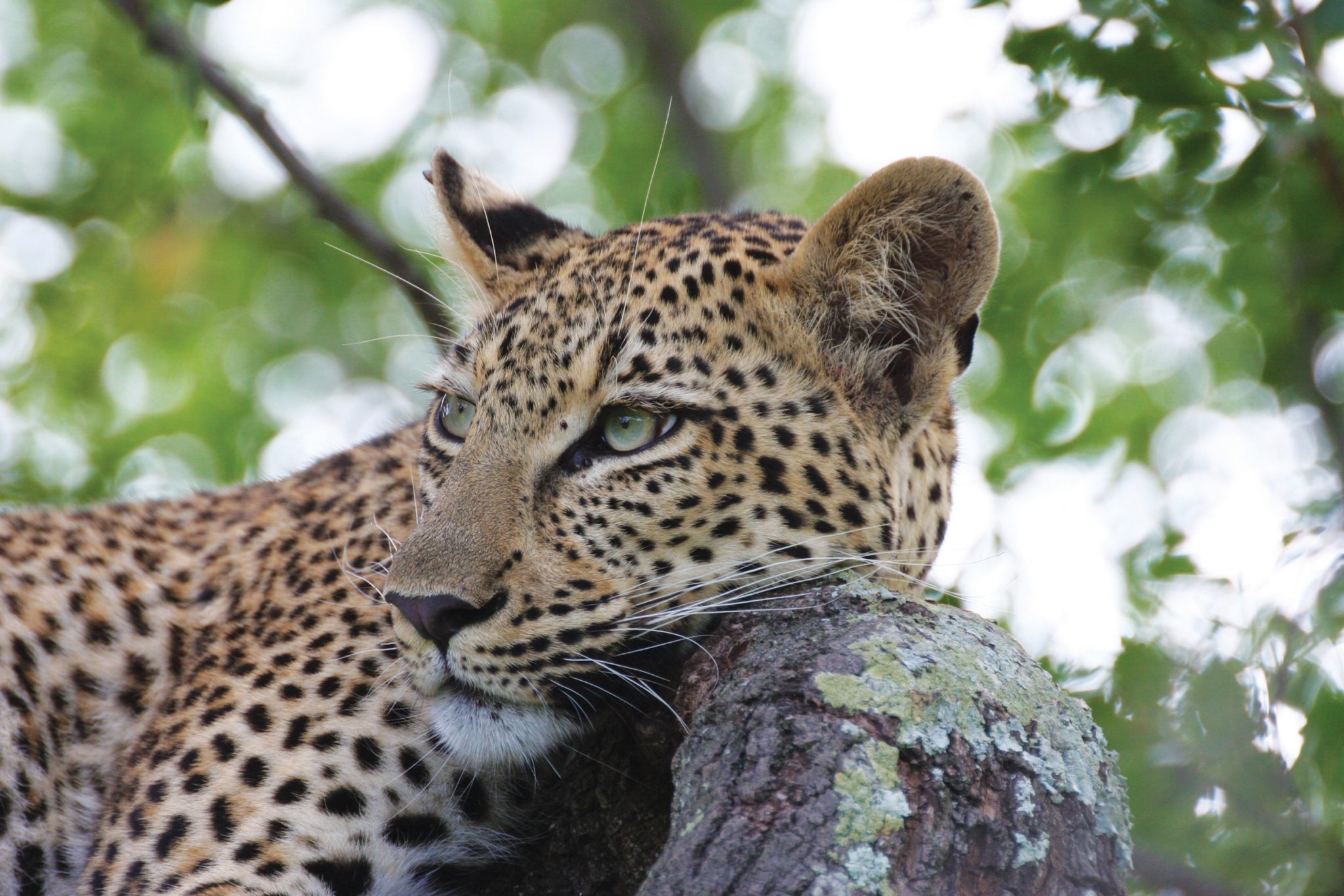 Marataba Safari Lodge