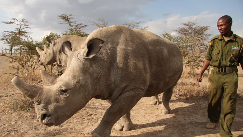 Saving the Rhinos Kenya