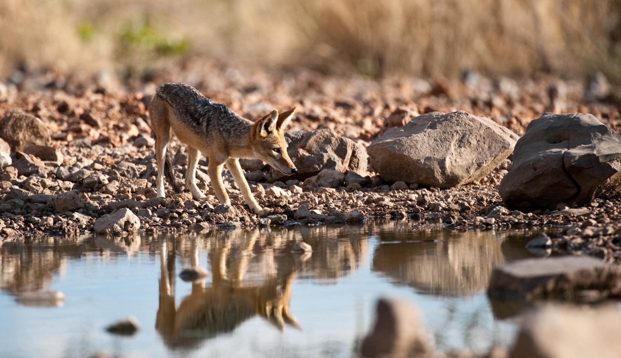 Ultimate Namibia Safari Adventure