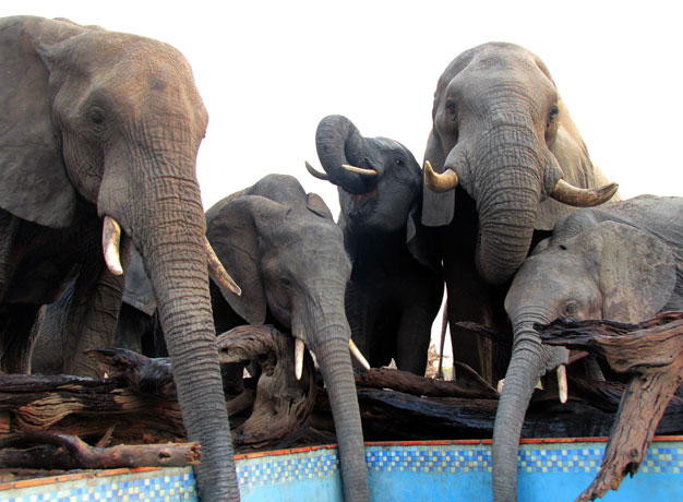 Where to see elephants in the wild – Ute Junker