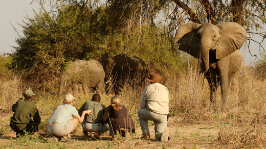 Time + Tide Walking Safari