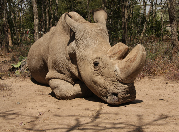 Update Northern White Rhino