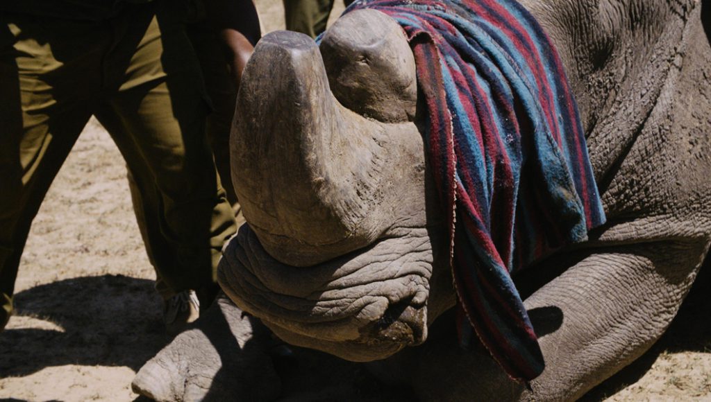 Northern White Rhino Extinction