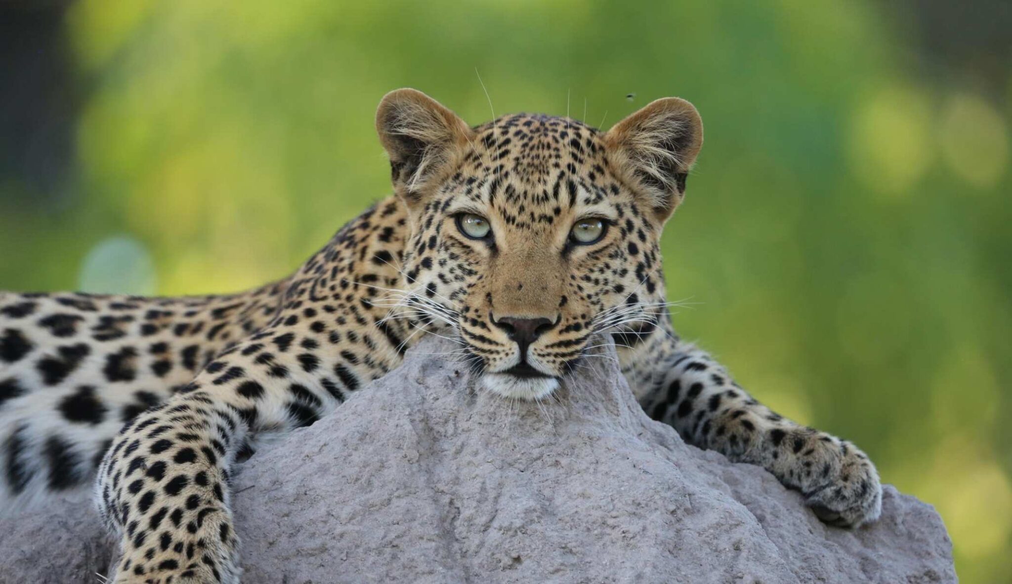 Stunning leopard resting on a rock