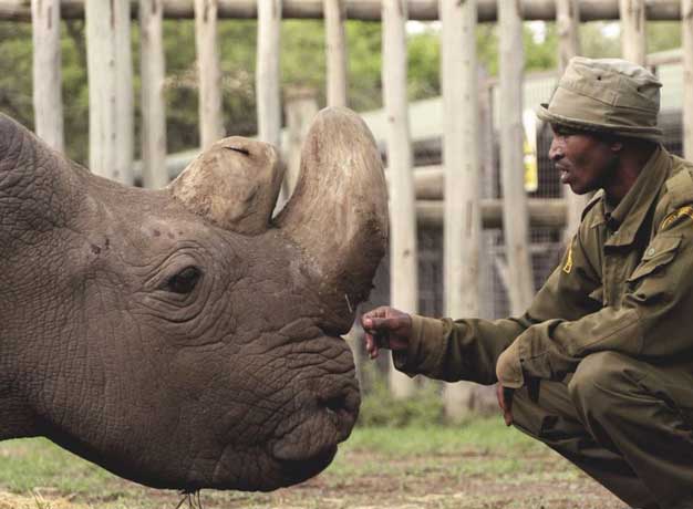Remembering Sudan – The Last Male of his Kind