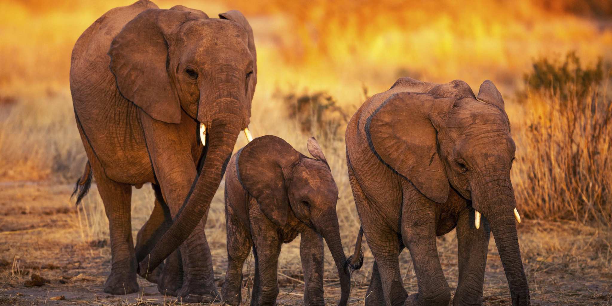 Three elephants in Ruaha National Park sunset