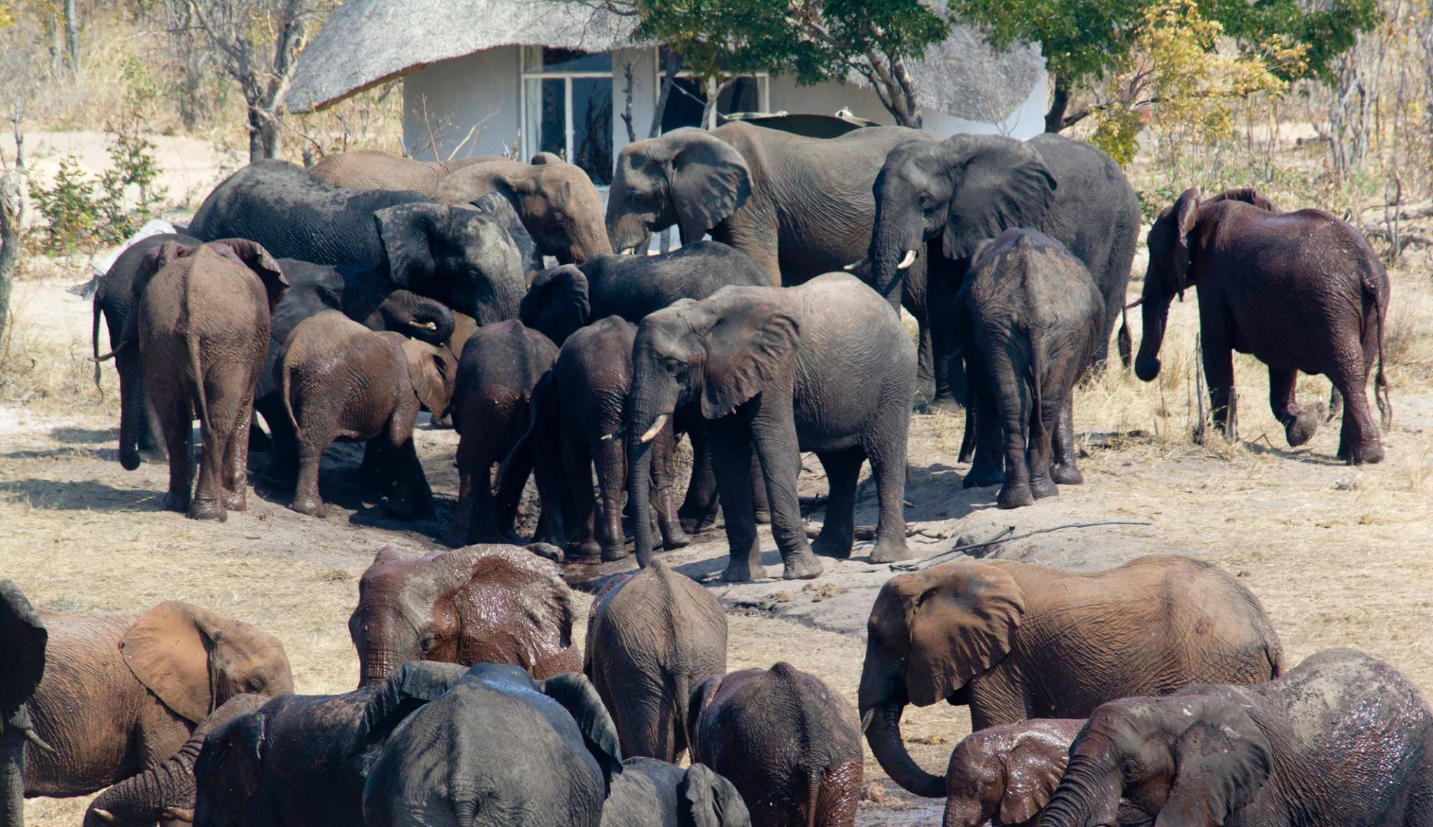 Big Five Southern Africa