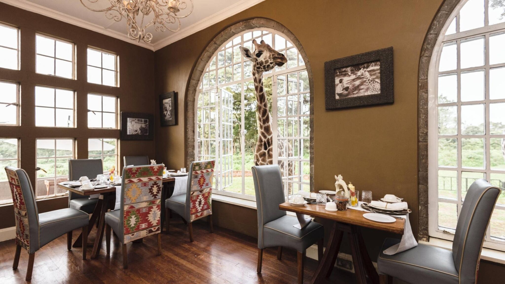 Giraffe popping its head through the Giraffe Manor dining room