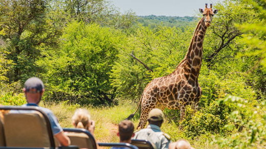 Cape Town, Kruger & Victoria Falls (Superior)