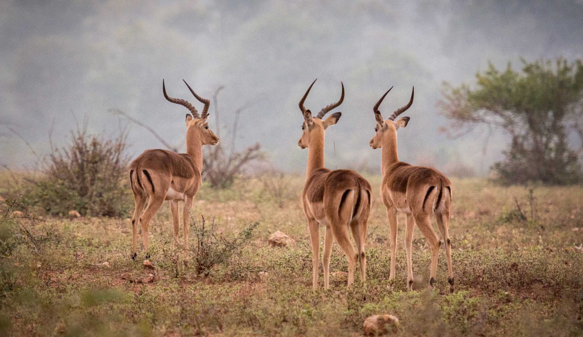 Little Garonga Safari