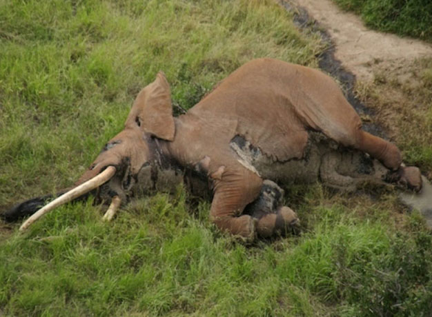 We Say a Sad Goodbye to Satao II – The Gentle Giant