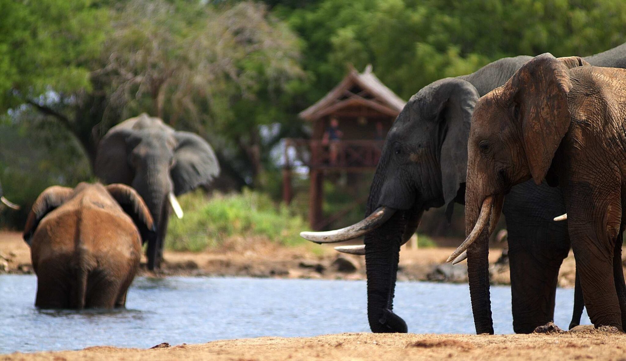 Elephants at Satao Camp