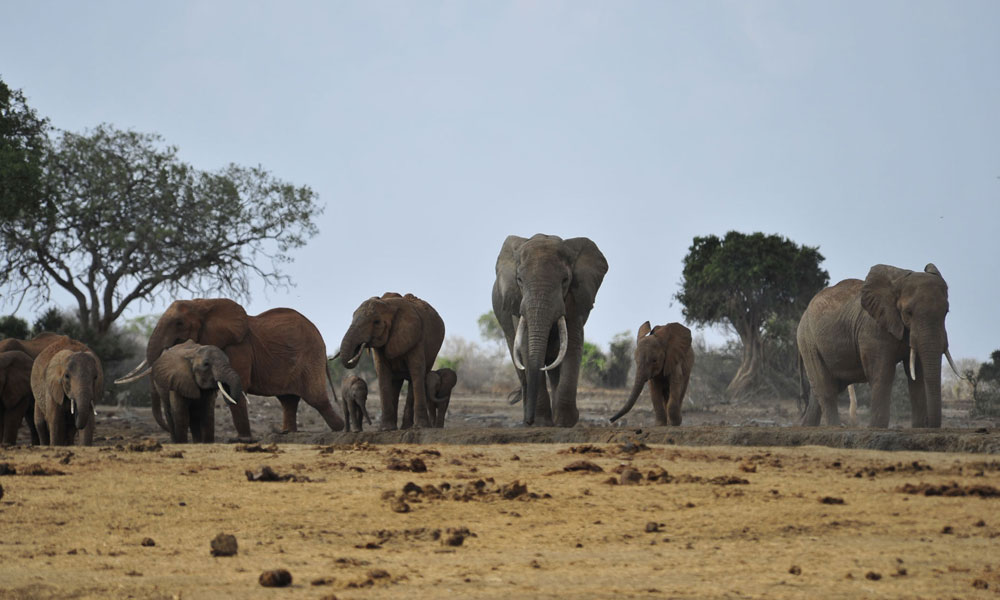 Satao Camp Waterhole - Tsavo East