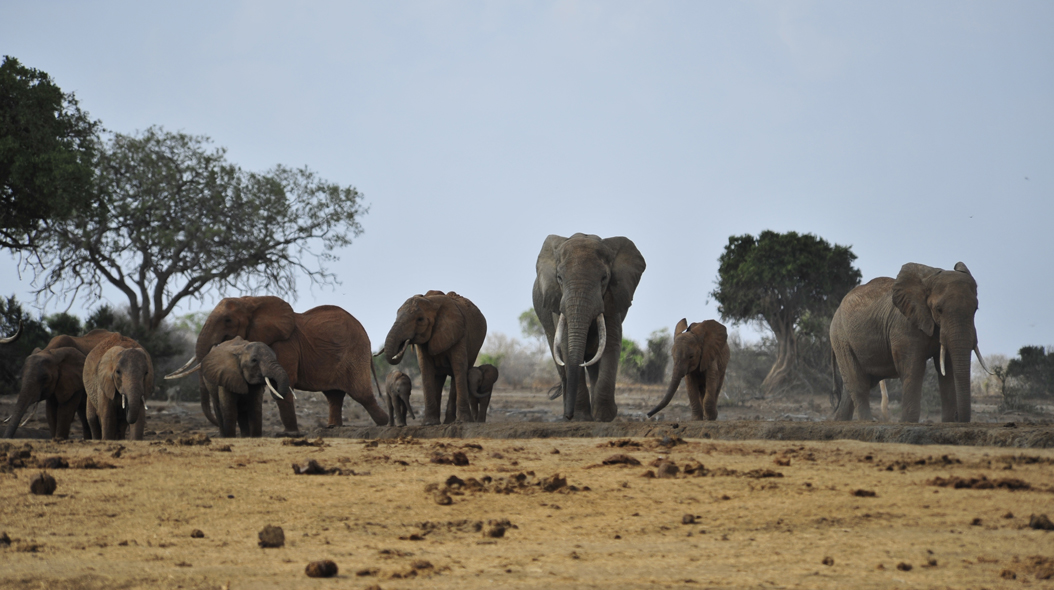 Satao Camp Waterhole