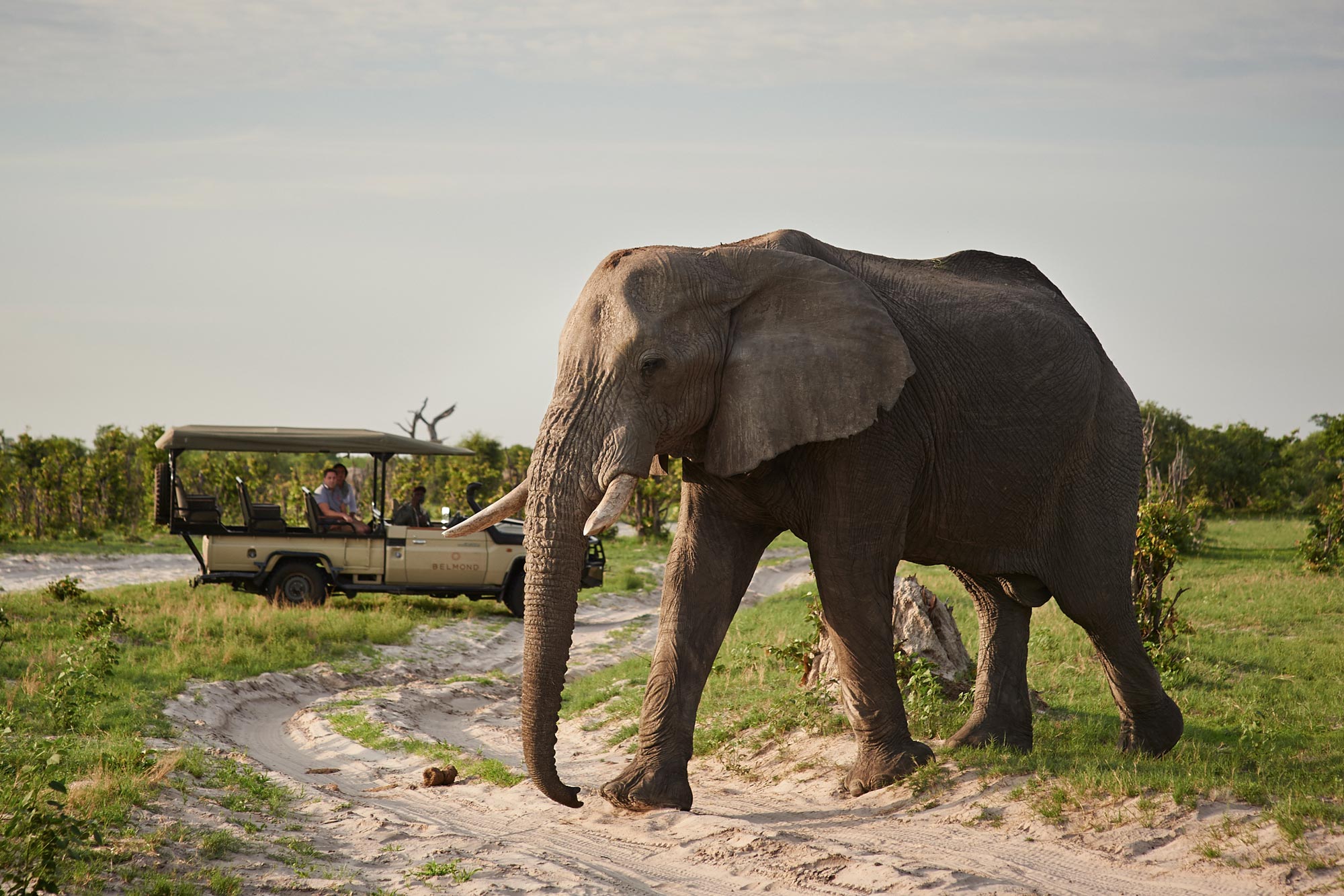 Safari Botswana Savute