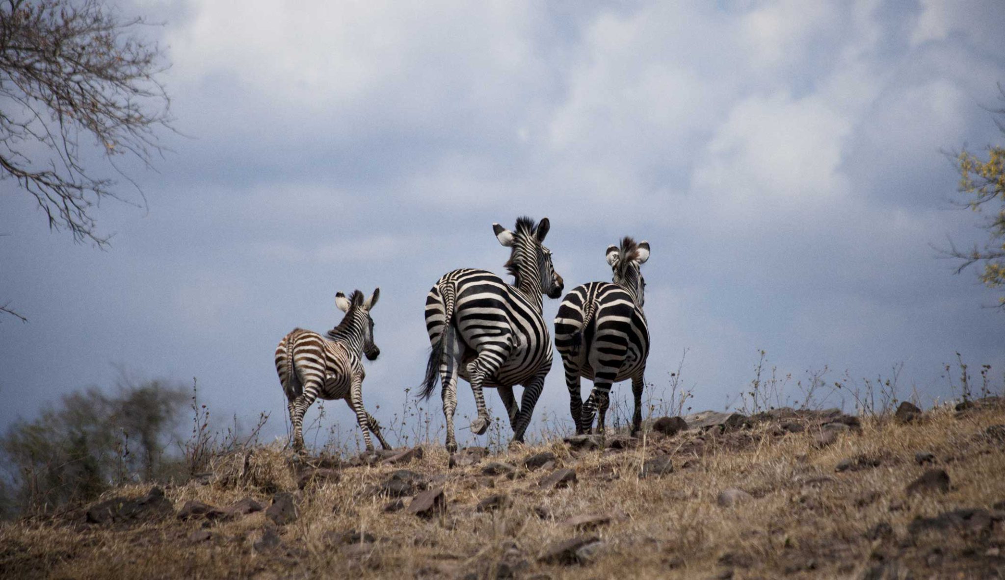 Selous Game Reserve - Tanzania