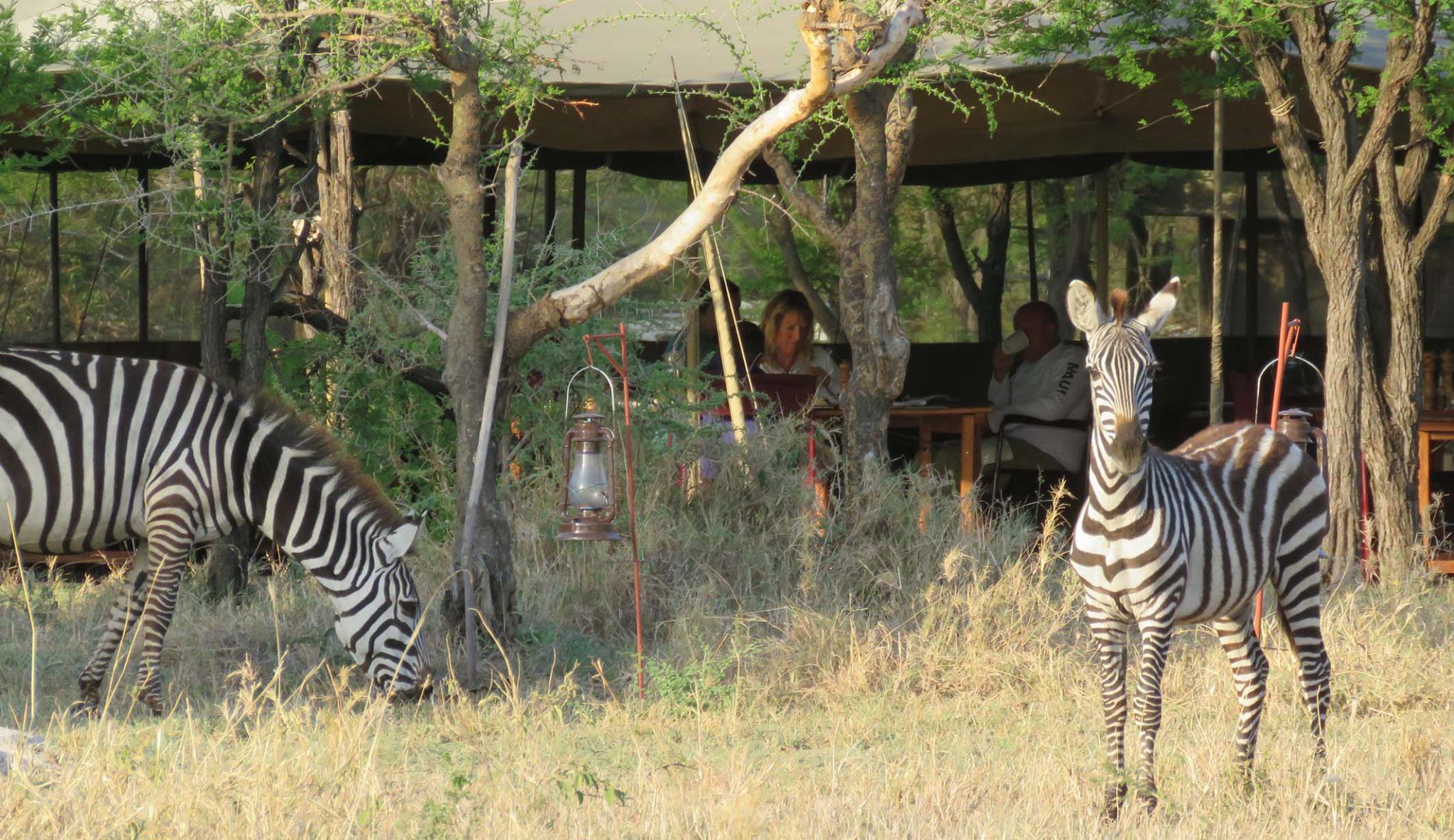 Serengeti Wilderness Camp