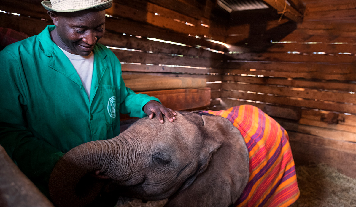 Elephant Orphanage Nairobi