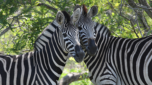 Kruger and the Kingdoms