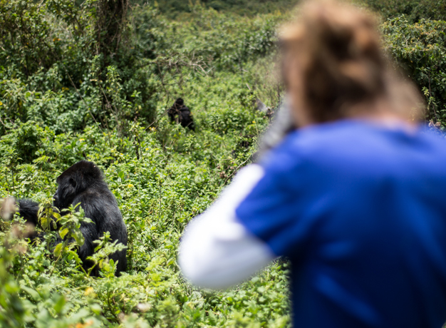 Gorillas and game reserves: Get to know Africa with Stephanie Osorio