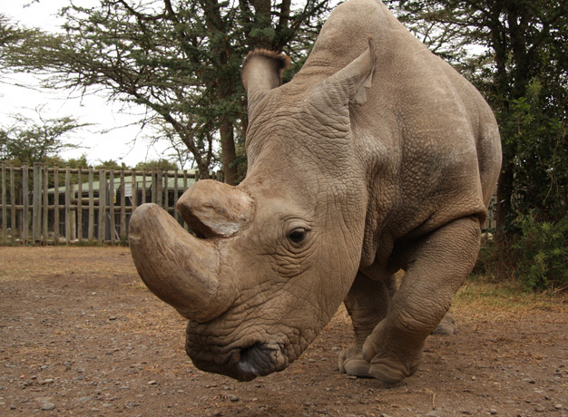Back from the Brink of Extinction – Saving the Northern White Rhinos