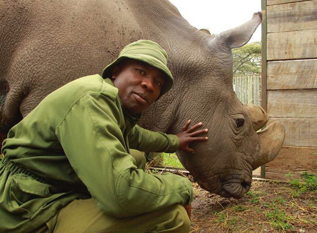 Sudan – The Last Remaining Male Northern White Rhino