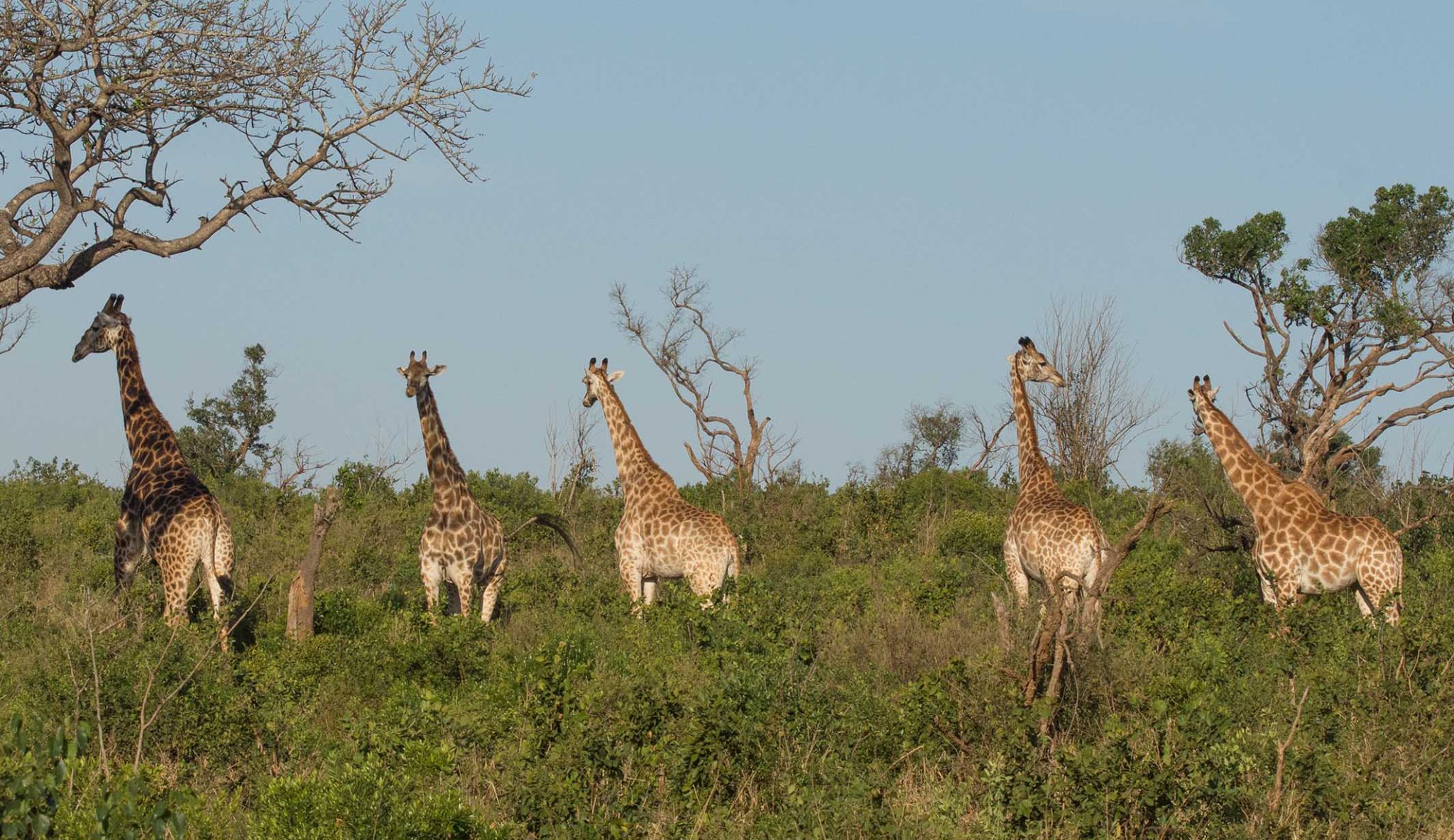 Thanda Private Game Reserve
