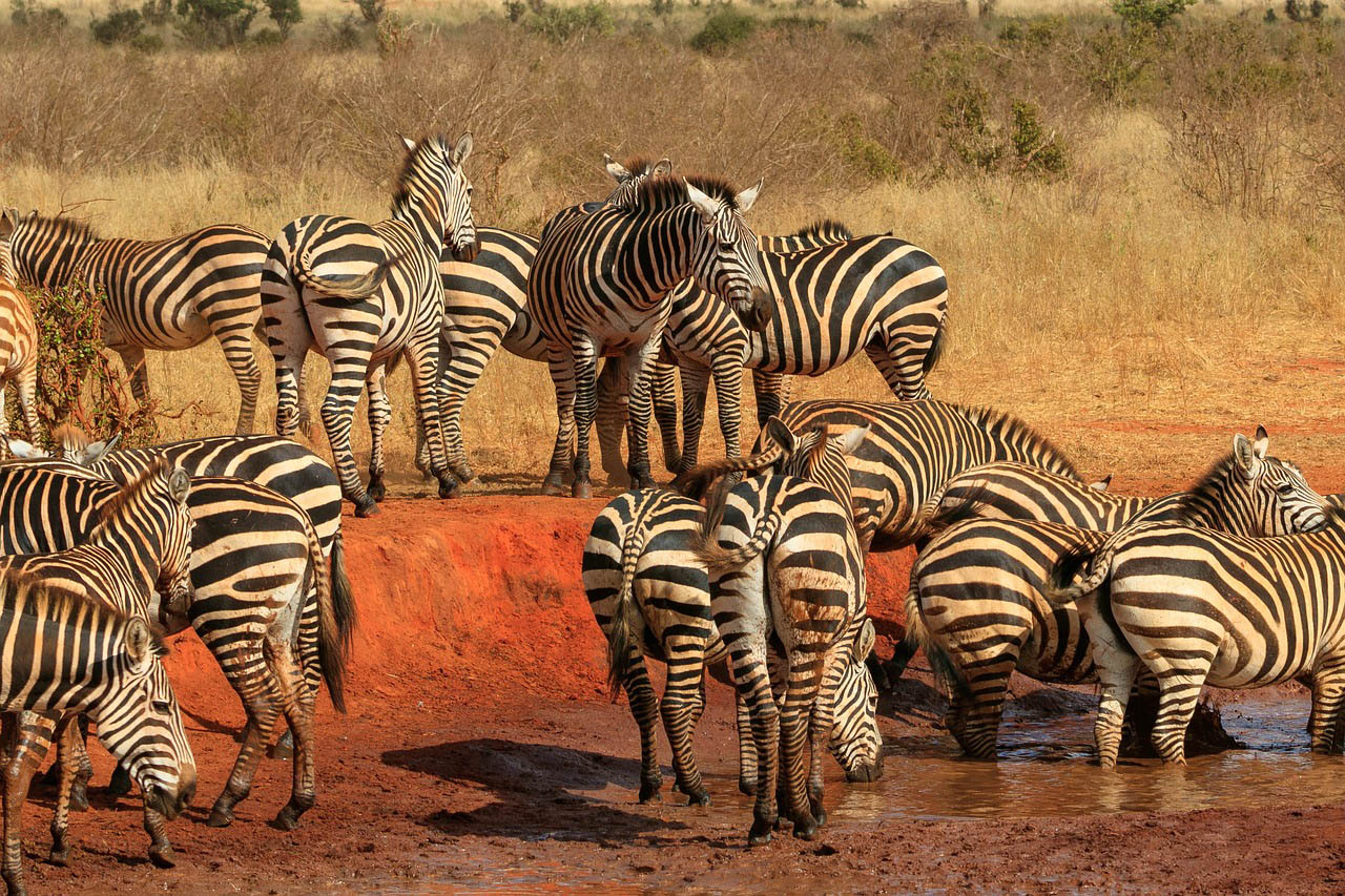 Satao Camp Safari