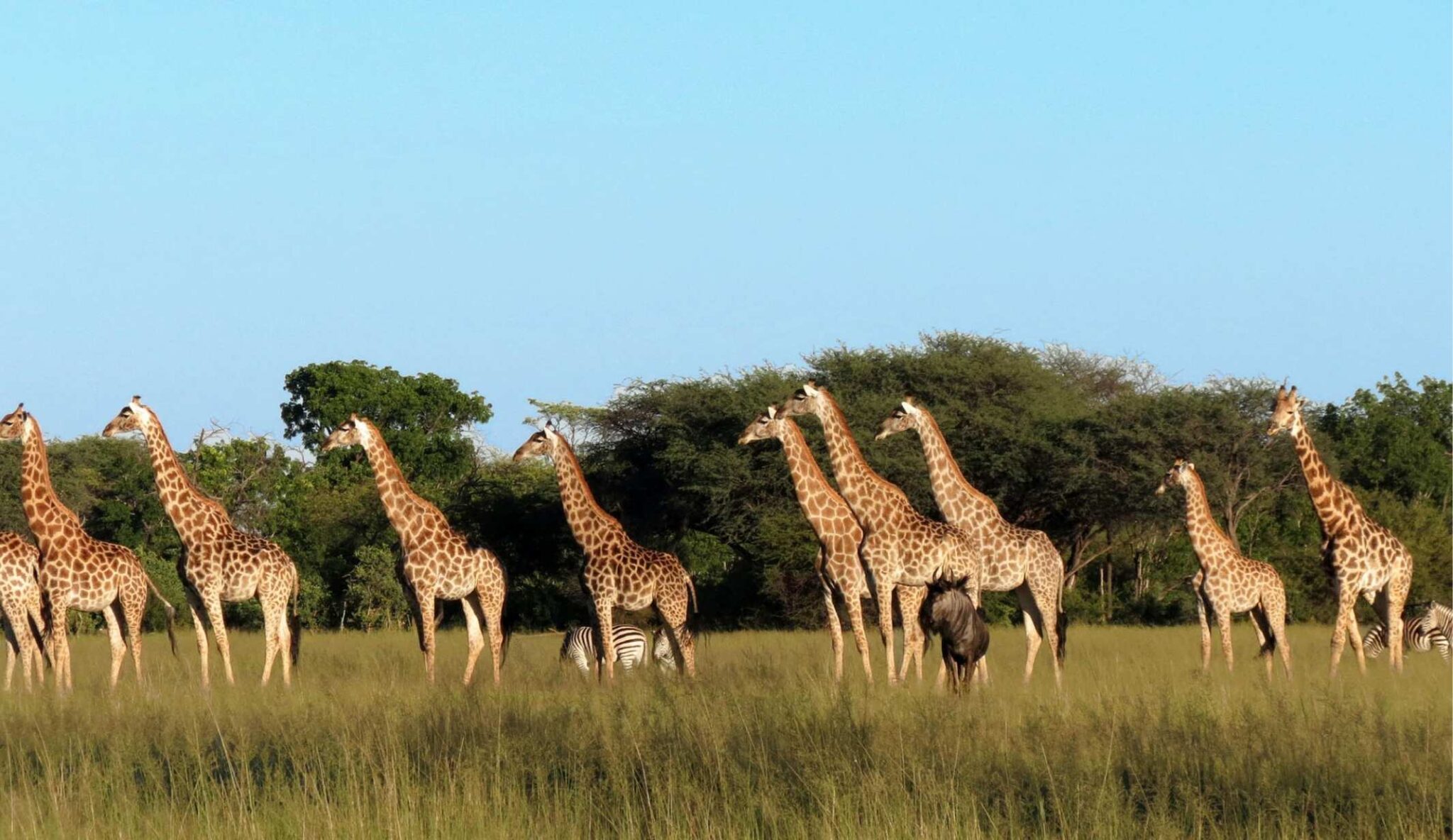 Beautiful giraffes at The Hide Safari Camp