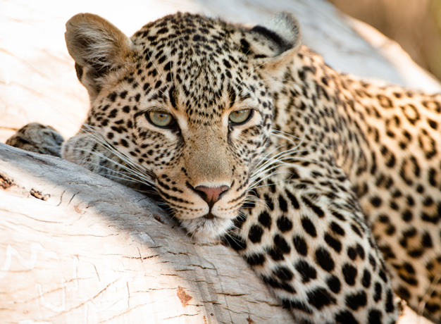 Best Selling Tours in Africa