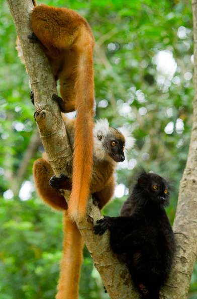 it has been nicknamed lemur island.