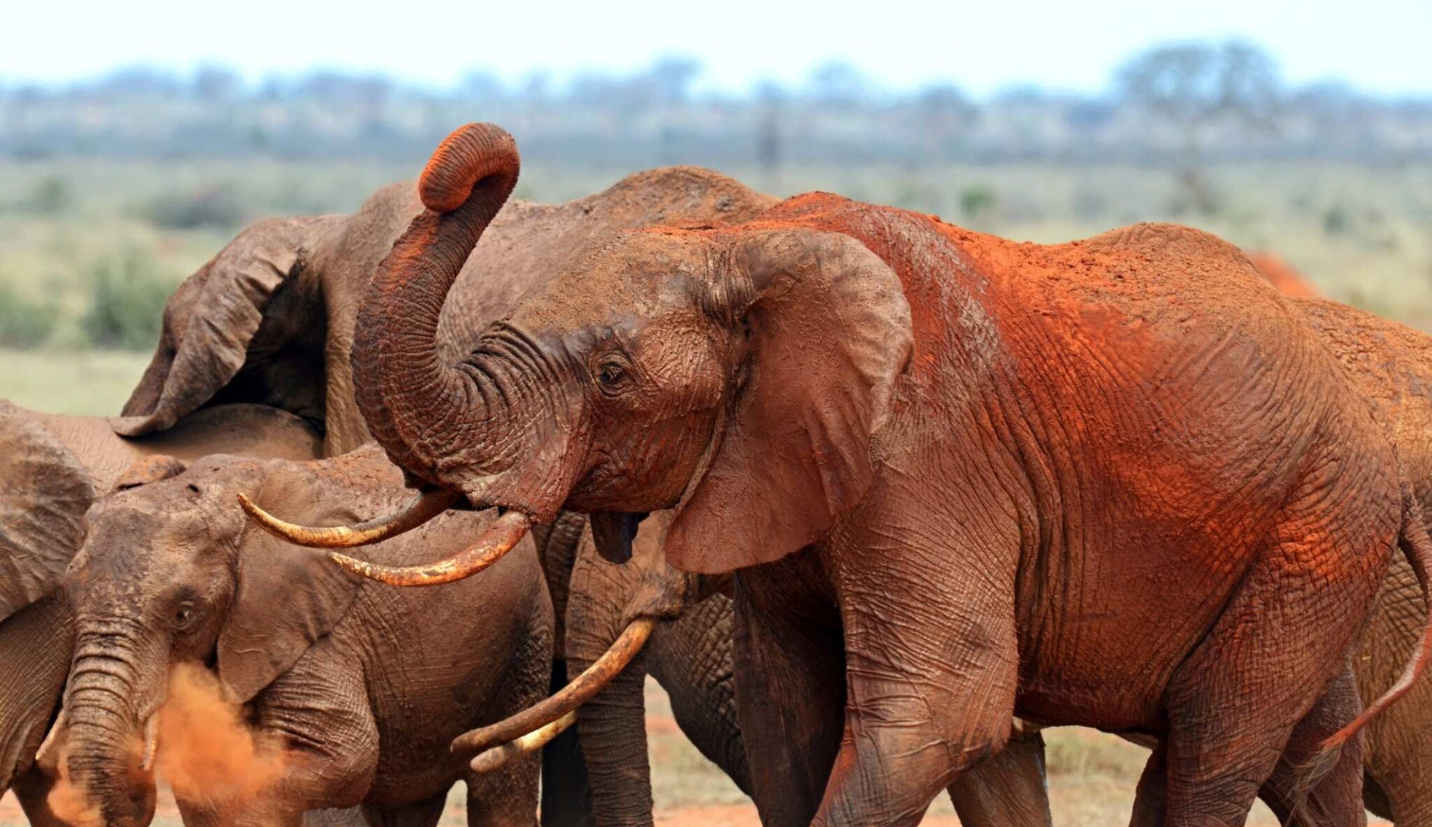 Tsavo East elephants