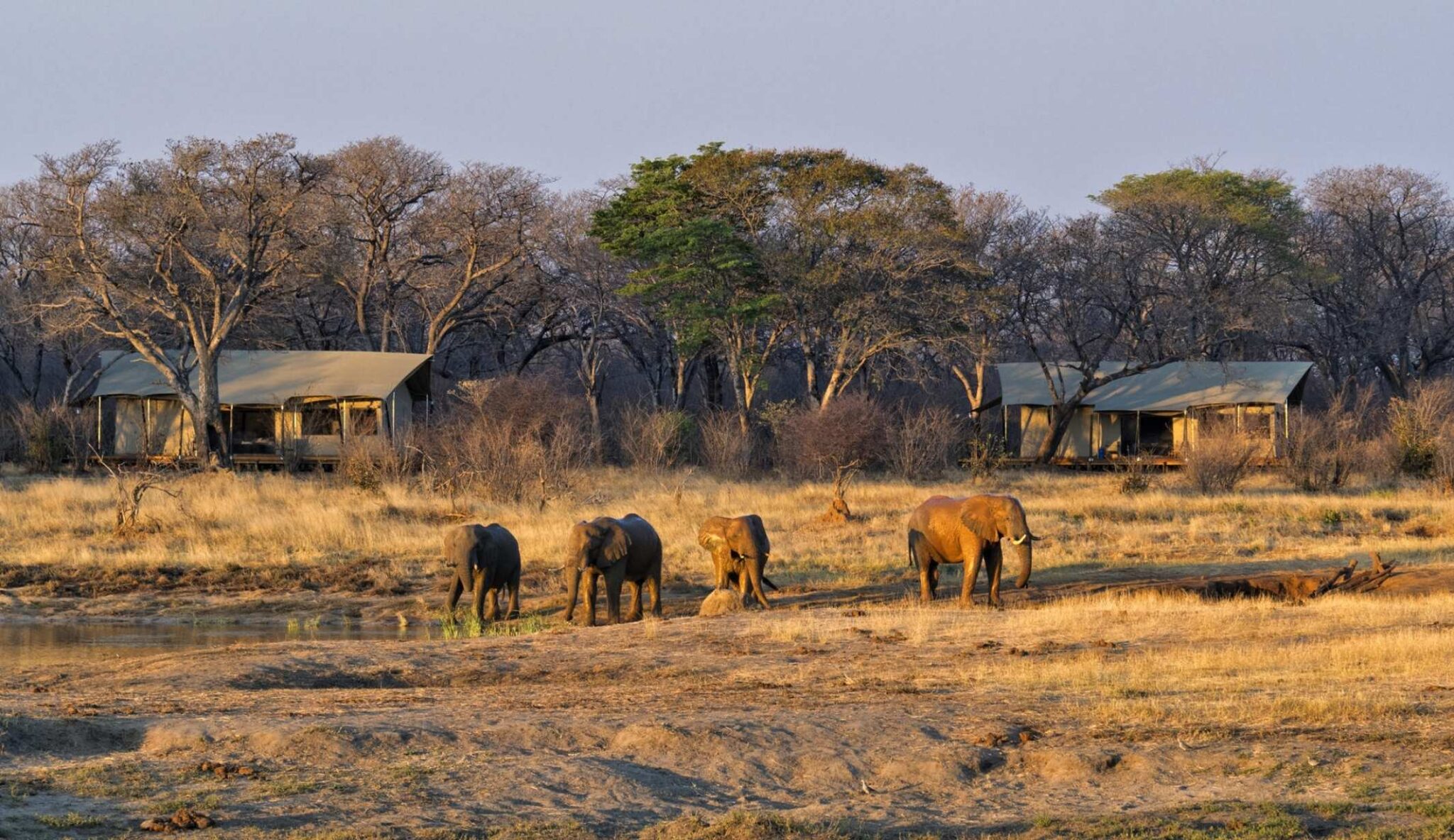 Elephants at Verney's Camp