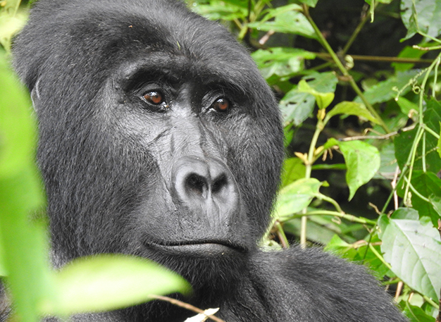 ‘This is our Home’ A Poem by Bench Africa