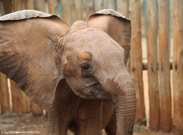 The rescue of Little Baby Elephant “Wanjala”