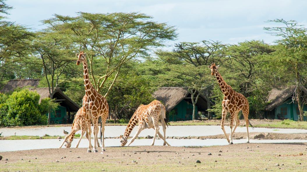 Waterhole at Sweetwaters Tented Camp