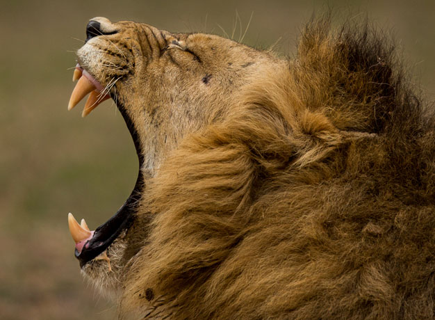 Addictive Africa – Once you Pop you Can’t Stop!