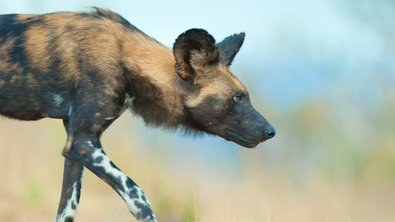 Laikipia Wilderness Camp