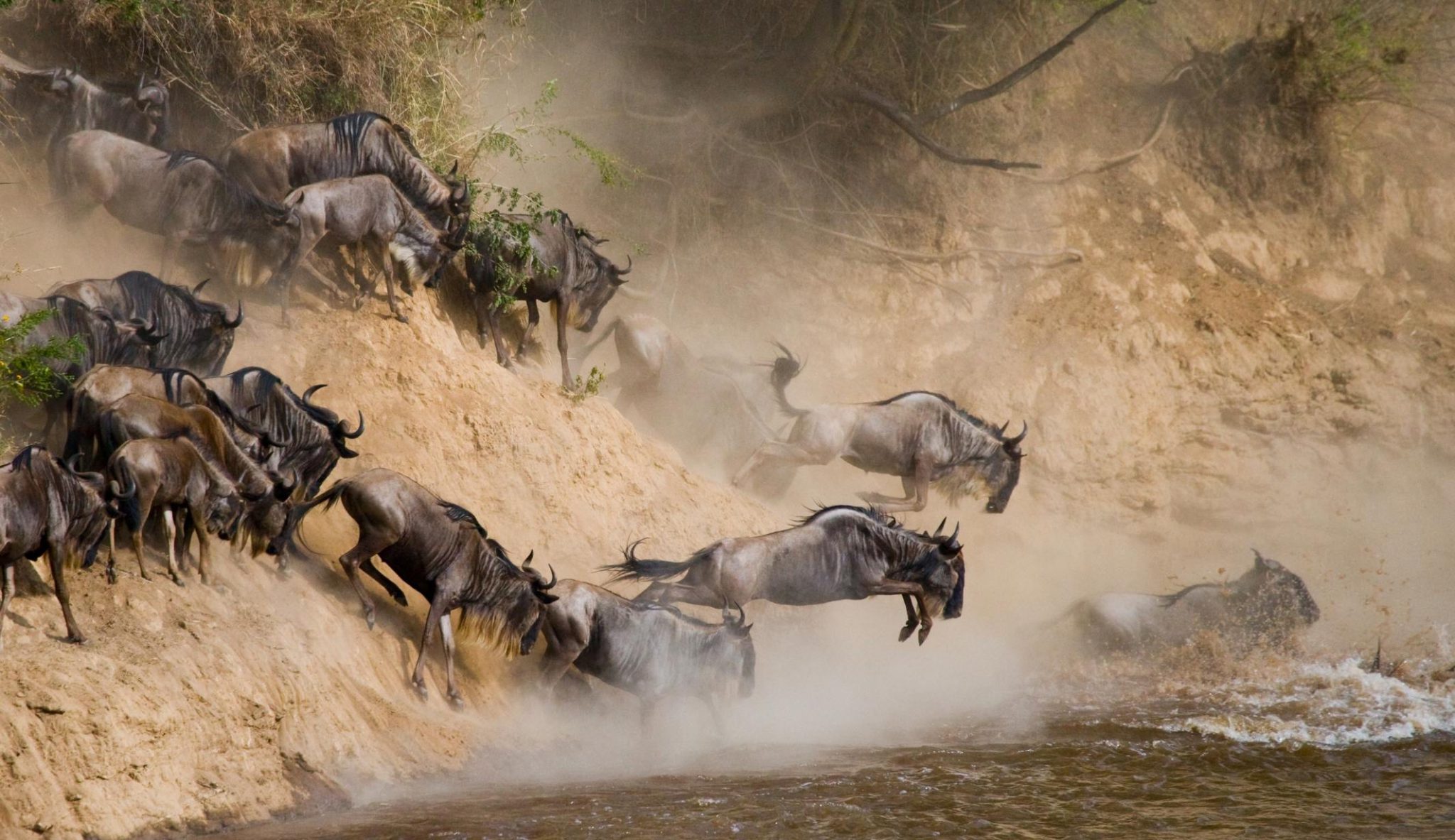 Great Wildebeest Migration River Crossing