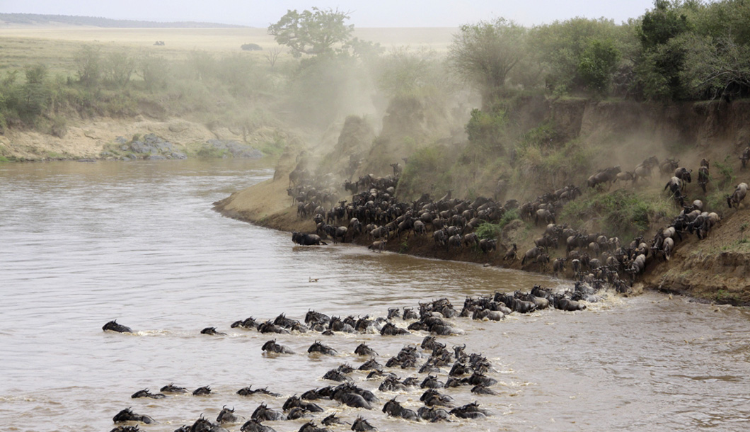 The Great Migration River Crossing
