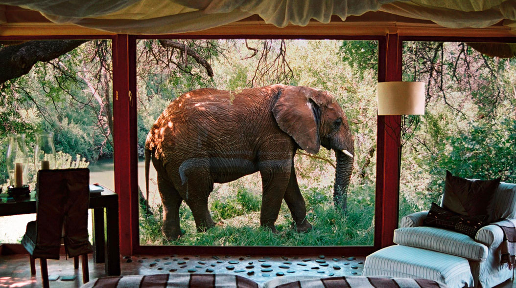 Makanyane Safari Lodge - Wildlife