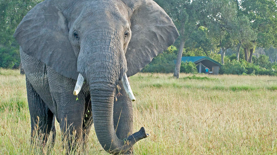Wildlife Safari Masai Mara