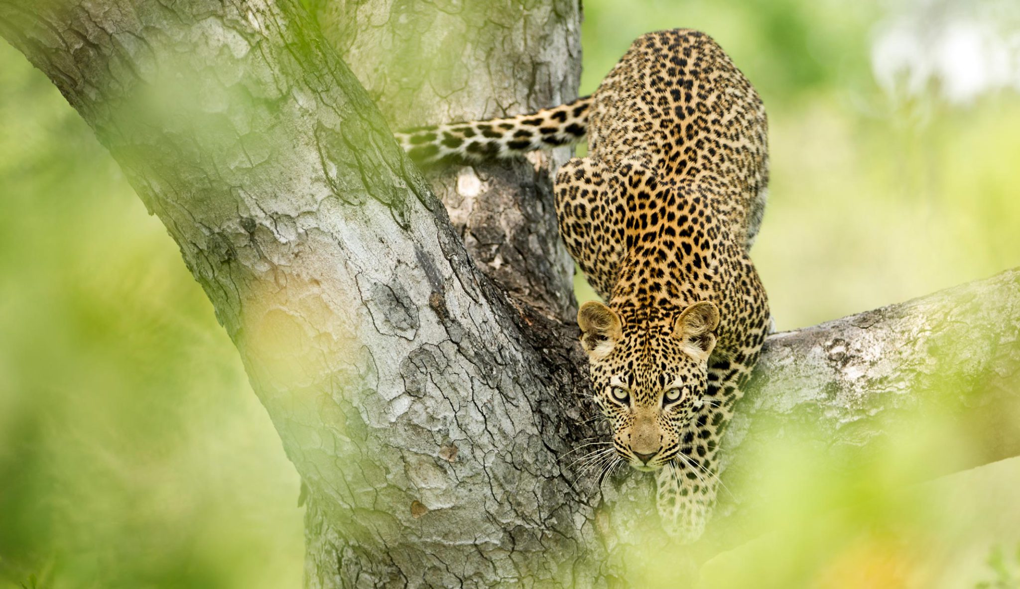 South Africa Wildlife Safari