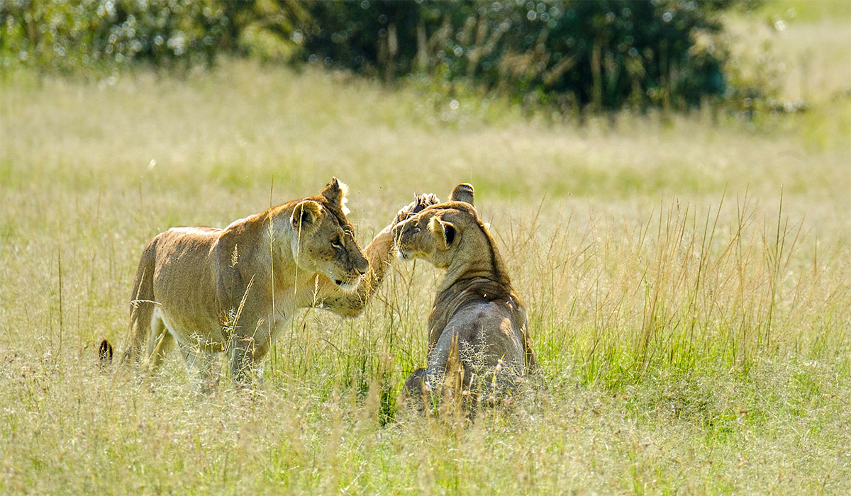 Lions in the Masai Mara