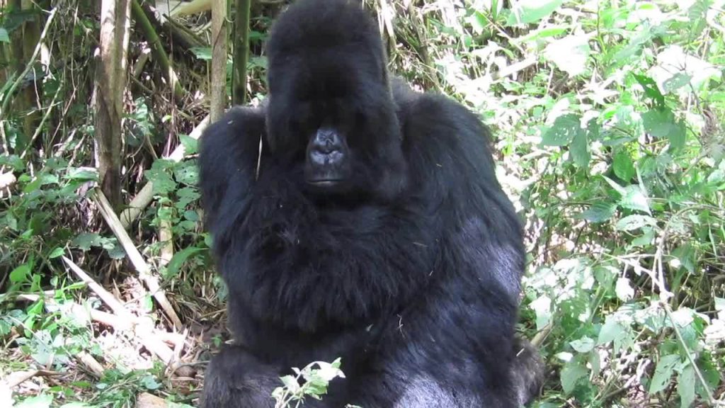 Gorilla Trekking: A Beginner’s Guide