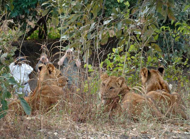 Newsflash: Travel to Zambia, the Situation as it Stands